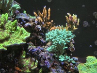 Various SPS corals, Montiporas etc just £10 each