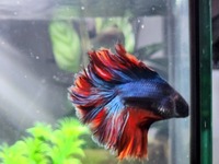 Siameese fighting fish betta full moon.