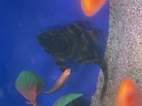 Alenquer Tiger L397 Pleco.