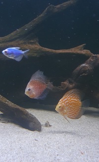 2 X discus for sale