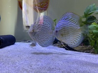 Chens discus £25 and onwards