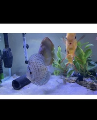 Chens discus £25 and onwards