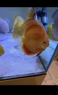 Chens discus £25 and onwards