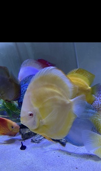 Chens discus £25 and onwards