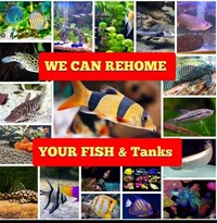 WE CAN REHOME YOUR FISH &TANKS