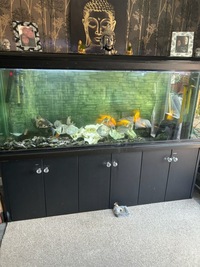 Fish tank and fish