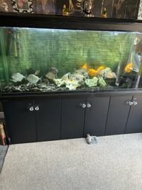 Fish tank and fish