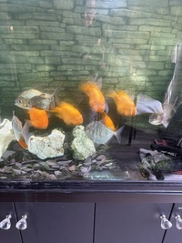 Fish tank and fish