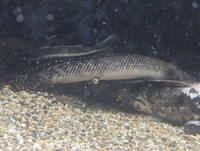 Polypterus ornatipinnis - about 9"