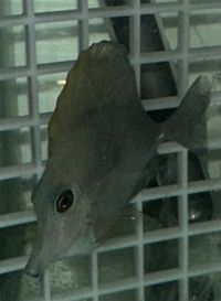 2 Brown scopas tang sale…..