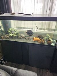 4ft eheim fish tank full set up fluval led light eheim pump and uv light fish