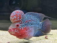 Male Thai Superdragon Flowerhorn £75