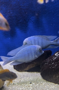 Pair of Malawi Blue Dolphin Cyrtocara moorii