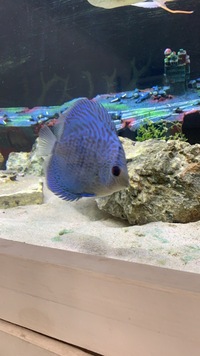 X2 stunning discus for sale