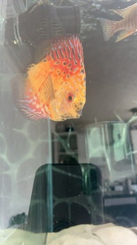 X2 stunning discus for sale