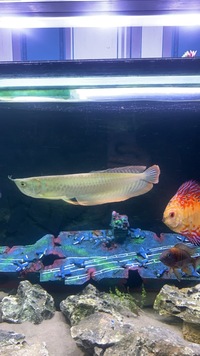 X2 stunning discus for sale