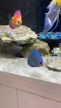 X2 stunning discus for sale