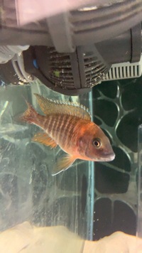 X6 alunocara males for sale