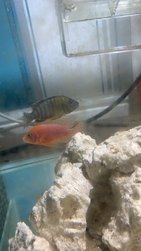 X6 alunocara males for sale