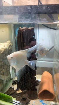 Breeding trio of platinum angelfish