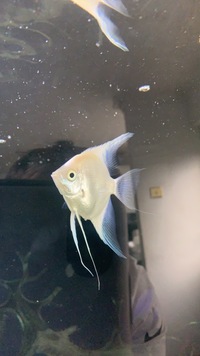 Breeding trio of platinum angelfish