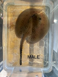 Mini marble motoro x marble motoro stingray pups