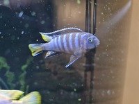 Young malawi cichlids