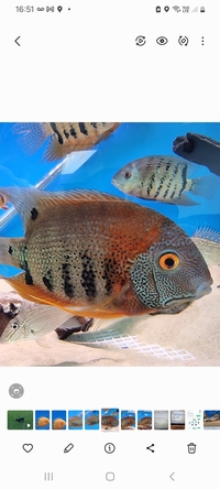 Severum Heros Rokteil