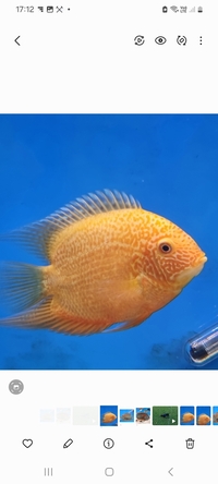 Red Spot Severum