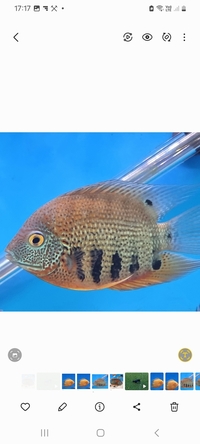 Severum Heros Green