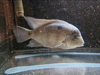 vieja argentea cichlid