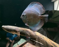 8 X Discus £200