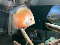 8 X Discus £200