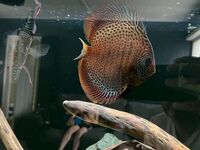 8 X Discus £200