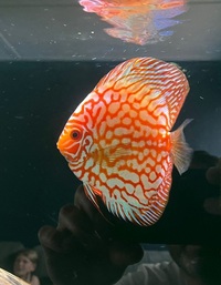 8 X Discus £200