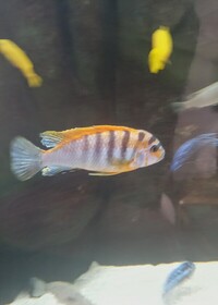 Labidochromis Hongi Sweden