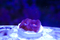 Terminator Chalice LPS Not Sps , Soft coral Marine Frags