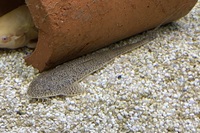 Tiger Whiptail Pseudohemiodon sp. Tigre £15