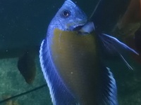 XL Copadichromis borleyi Kadango males