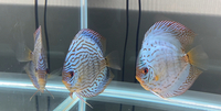 LAST PROVEN pair of A grade discus left 6” Agrade 8-10”Altums 10 left.