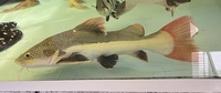 20 inch red tail catfish looking for new home