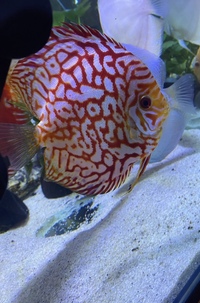 Chens discus £25 and onwards