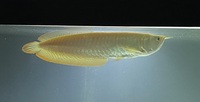 10” Albino Arowana