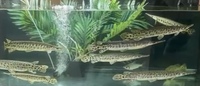 Florida gars