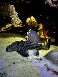 Plecos for sale, tank shutdown