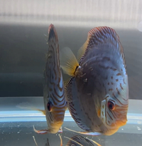 6 inch proven pair of discus.