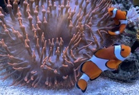 Breeding clownfish pair