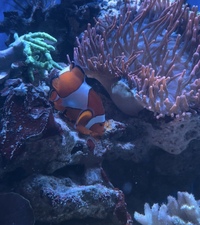 Breeding clownfish pair