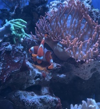 Breeding clownfish pair