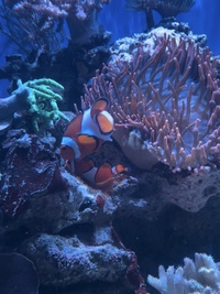 Breeding clownfish pair